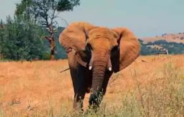 Elephant In Kenya Kills Italian Tourist Trying To Take
